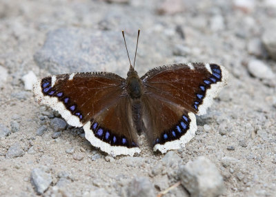 Mourning Cloak  Nymphalis antiopa