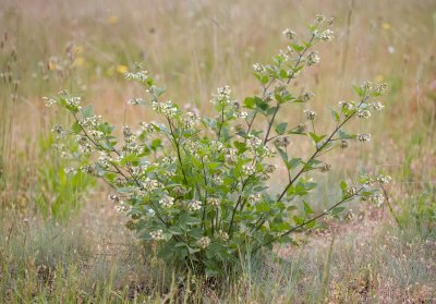 Forest scurf pea  Rupertia (Psoralea) physodes