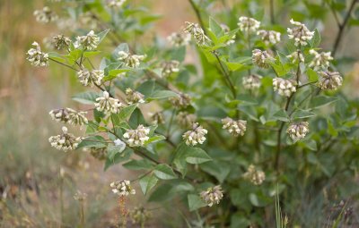 Forest scurf pea  Rupertia (Psoralea) physodes