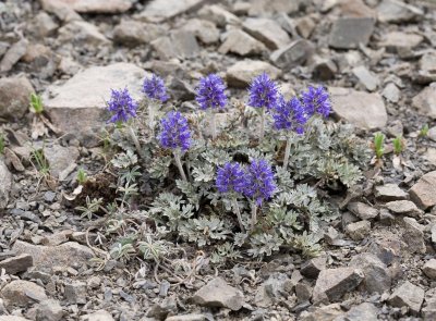 Synthyris pinnatifida Cut-leaf kittentails