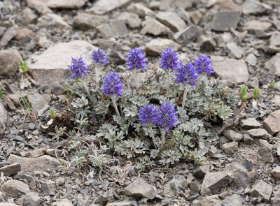 Synthyris pinnatifida  Cut-leaf kittentails