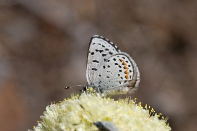 Pacific dotted blue Euphilotes enoptes