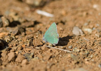 Sheridan's Green Hairstreak (Callophrys sheridanii)