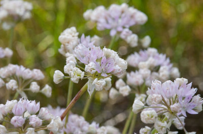 Allium amplectens  Narrow-leaf onion