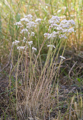 Allium amplectens  Narrow-leaf onion