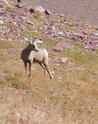 Big horned sheep