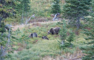 Grizzy bear and cubs, Glacier National Park