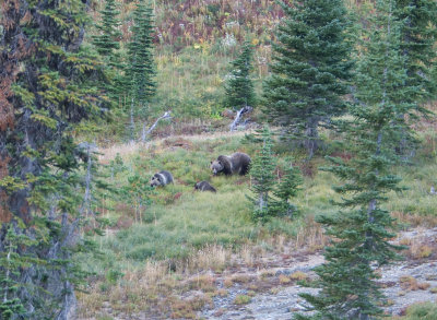 Grizzy bear and cubs, Glacier National Park