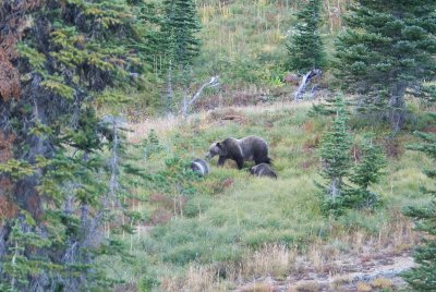 Grizzy bear and cubs, Glacier National Park