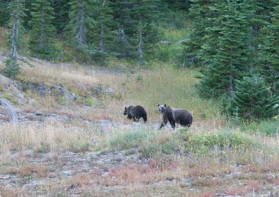 Grizzy bear and cubs, Glacier National Park