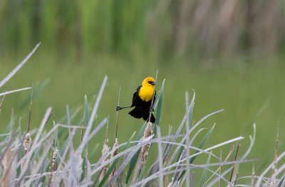 Yellow-headed Blackbird
