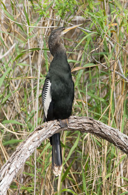 Anhinga (M)