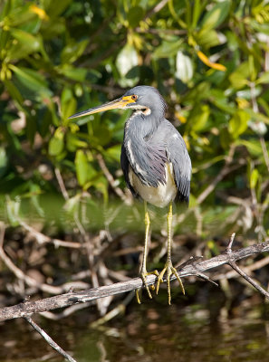 Tricolored Heron (non-breeding)