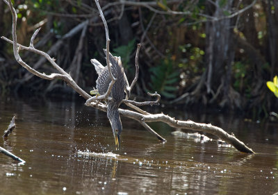 Black-crowned Night-Heron (Juv; bubbles are from jumping fish)