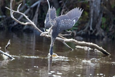 Black-crowned Night-Heron (Juv)