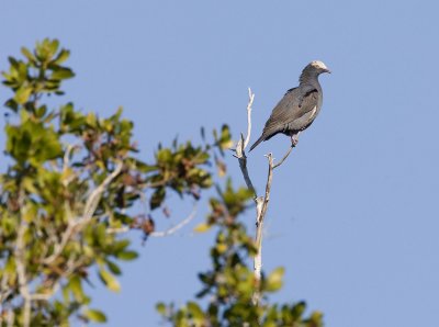 White-crowned Pigeon