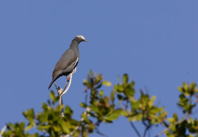 White-crowned Pigeon