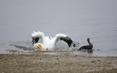 American White Pelican (catching beached fish)