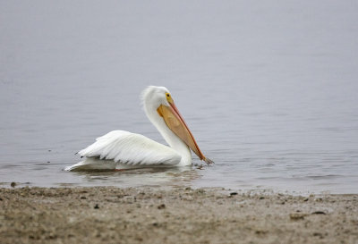 American White Pelican with fish