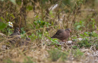 Common Ground-Dove (M) FL