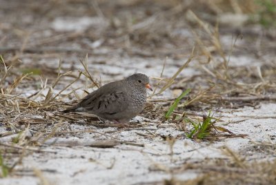 Common Ground-Dove (F) FL