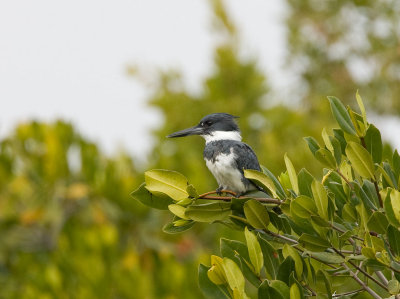 Belted Kingfisher