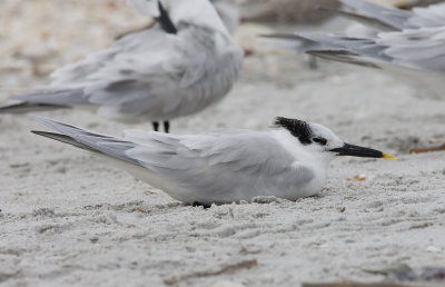 Sandwich Tern