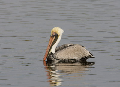 Brown Pelican (Eastern, non-breeding)