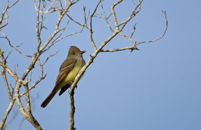 Great-crested Flycatcher