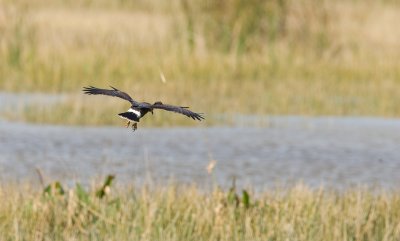 Snail Kite