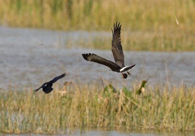 Snail Kite being harassed by Boat-tailed Grackle
