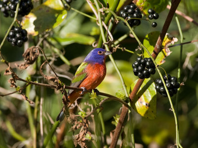 Painted Bunting (M)