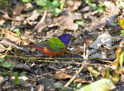 Painted Bunting (M)