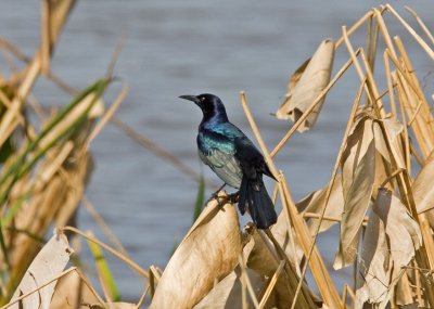 Boat-tailed Grackle