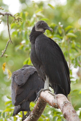 Vultures