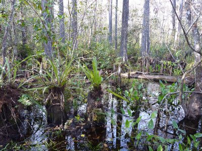Corkscrew Swamp