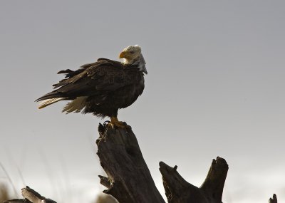 Eagles