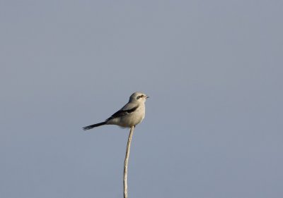 Northern Shrike