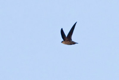 Vaux's Swift