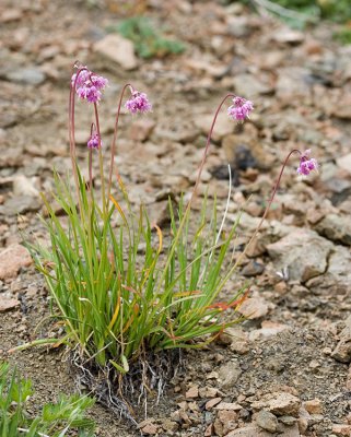 Allium cernuum nodding onion