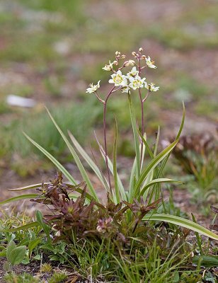 Zigadenus elegans Elegant death camas