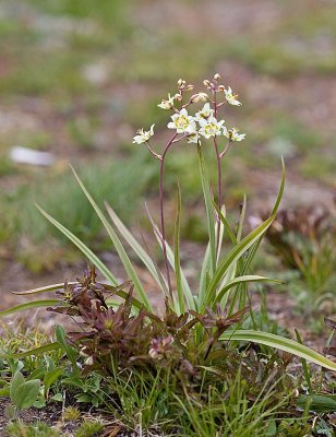 Zigadenus elegans   Elegant death camas