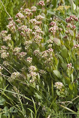 Comandra umbellata   Bastard toadflax