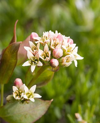 Comandra umbellata   Bastard toadflax