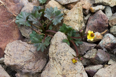 Ranunculus verecundus Modest buttercup