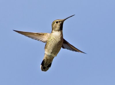 Anna's Hummingbird (F)