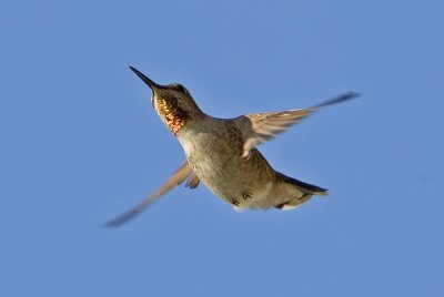 Anna's Hummingbird (F)