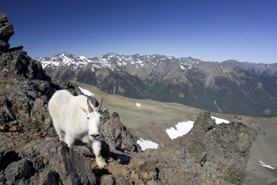 Mountain goat at Mt. Buckhorn