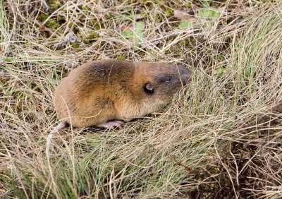 Mazama pocket gopher