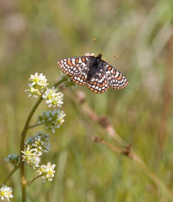 Taylor's checkerspots nectaring on Saxifraga integrifolia